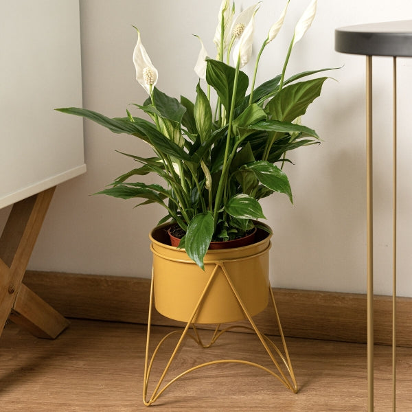 Moa Gold Plant Pot Stand