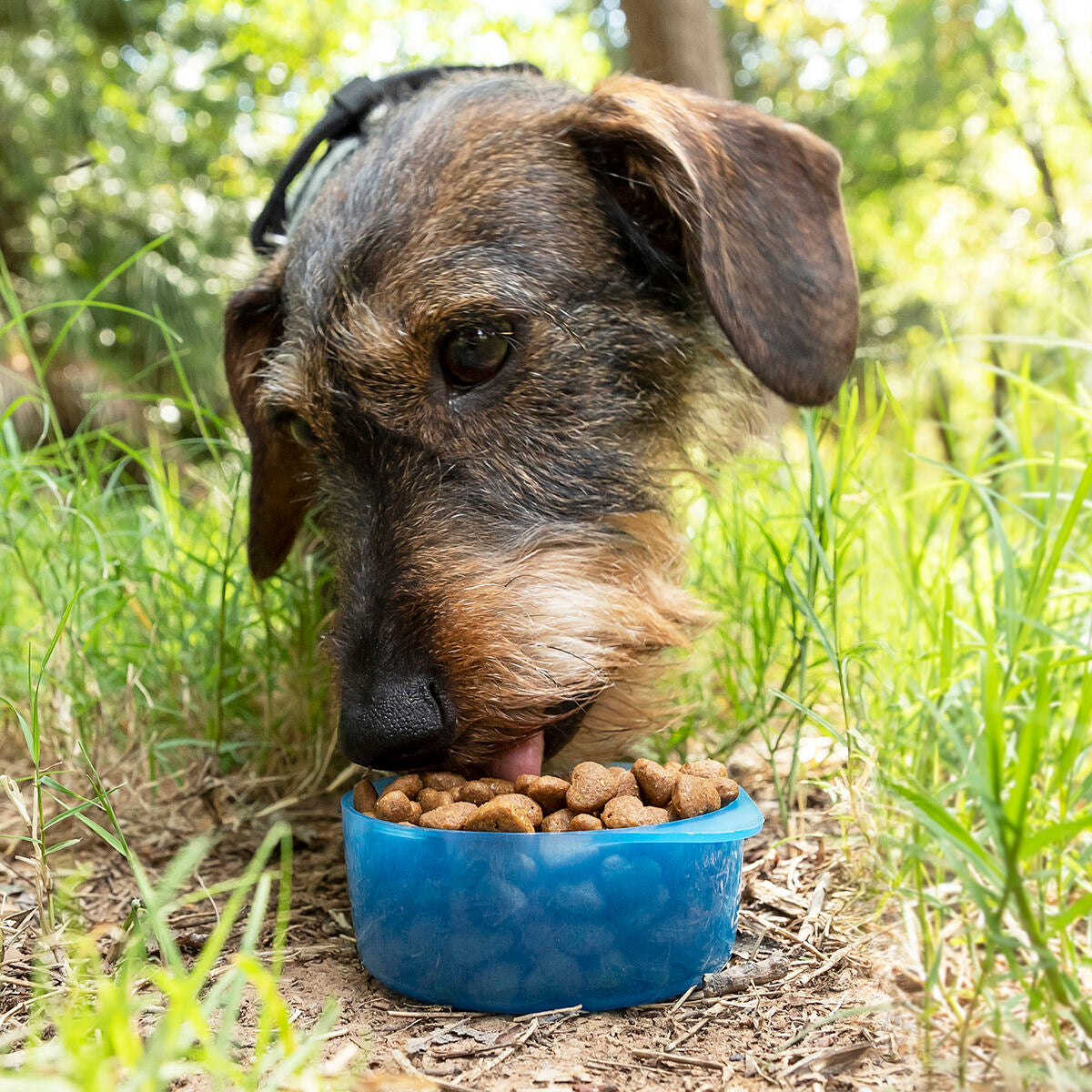 Water & Food Container For Pets 2-in-1