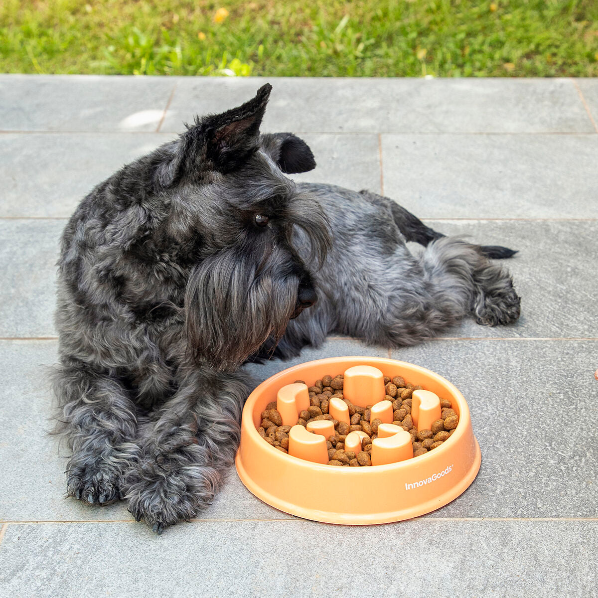 Pet Bowl