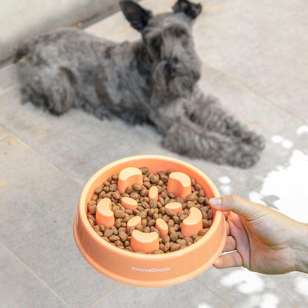 Pet Bowl